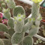 Opuntia microdasys var. albispina (Angel Wings) | World of ...