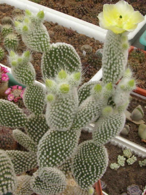 Opuntia microdasys var. albispina (Angel Wings)
