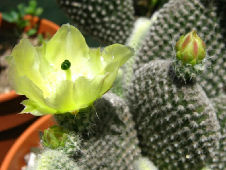 Opuntia microdasys var. albispina (Angel Wings)