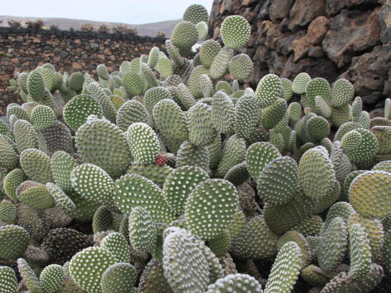 Opuntia microdasys var. albispina (Angel Wings)