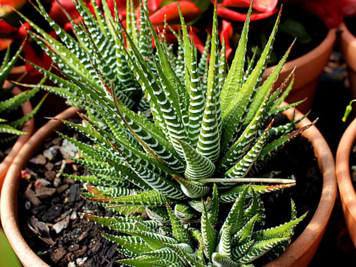 Remove Offsets From a Zebra Plant