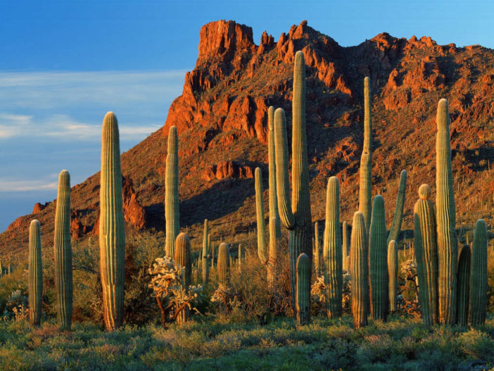 كيف يعيش الصبار بدون ماء؟ Saguaro-Cactus-702x527