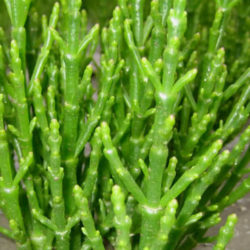 Salicornia herbacea