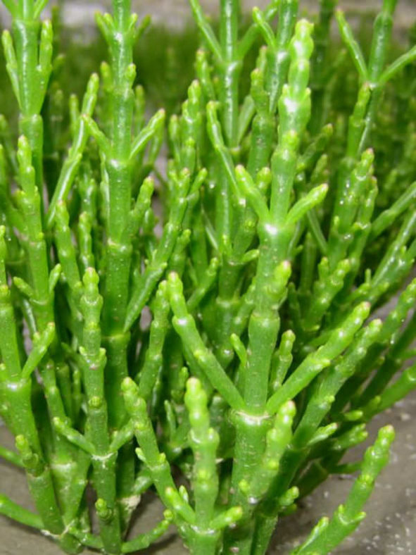 Salicornia europaea (Common Glasswort)
