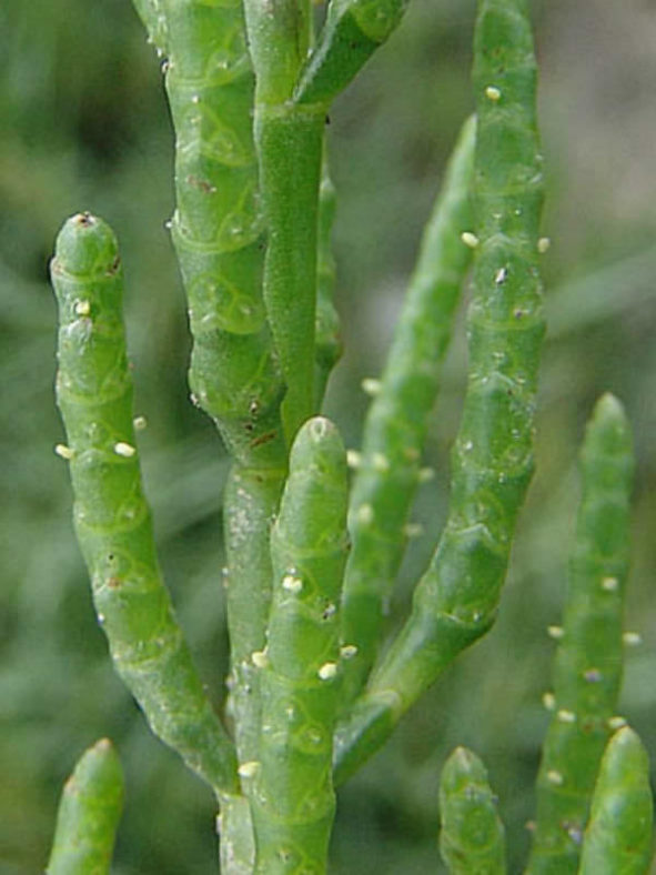 Salicornia europaea (Common Glasswort)