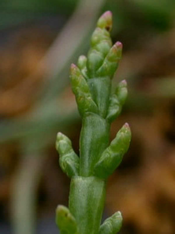 Salicornia europaea (Common Glasswort)