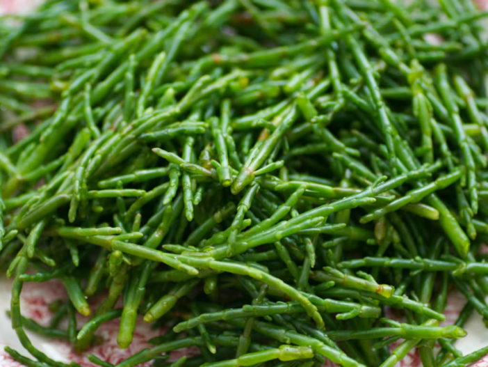 Salicornia europaea - Common Glasswort