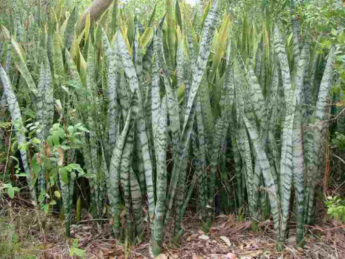 Sansevieria trifasciata (Snake Plant)