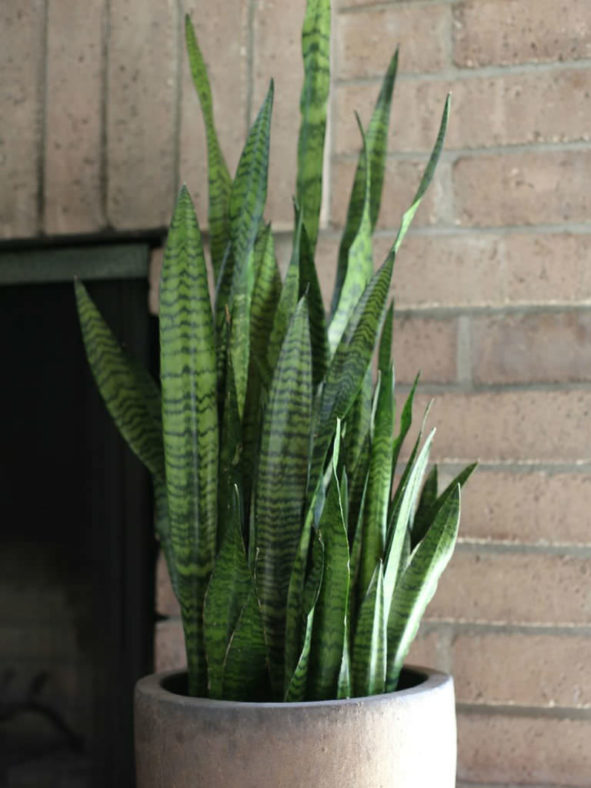 Sansevieria trifasciata (Snake Plant)