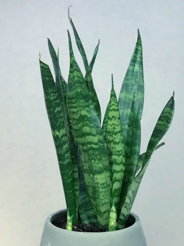 Sansevieria trifasciata (Snake Plant)