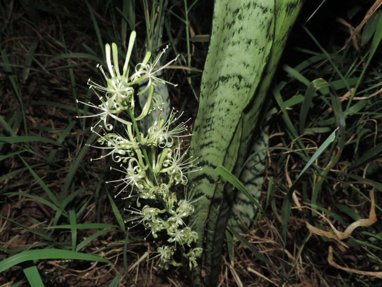 Sansevieria trifasciata (Snake Plant)