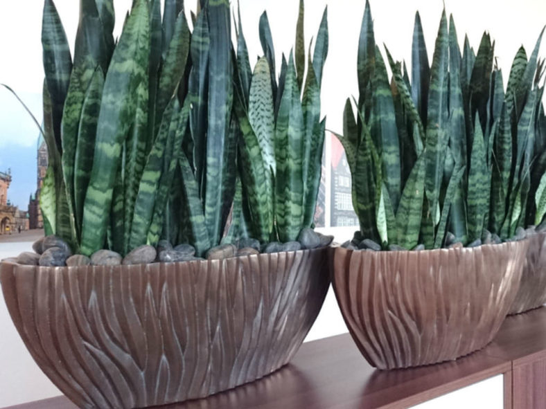 Sansevieria zeylanica - Ceylon Bowstring Hemp