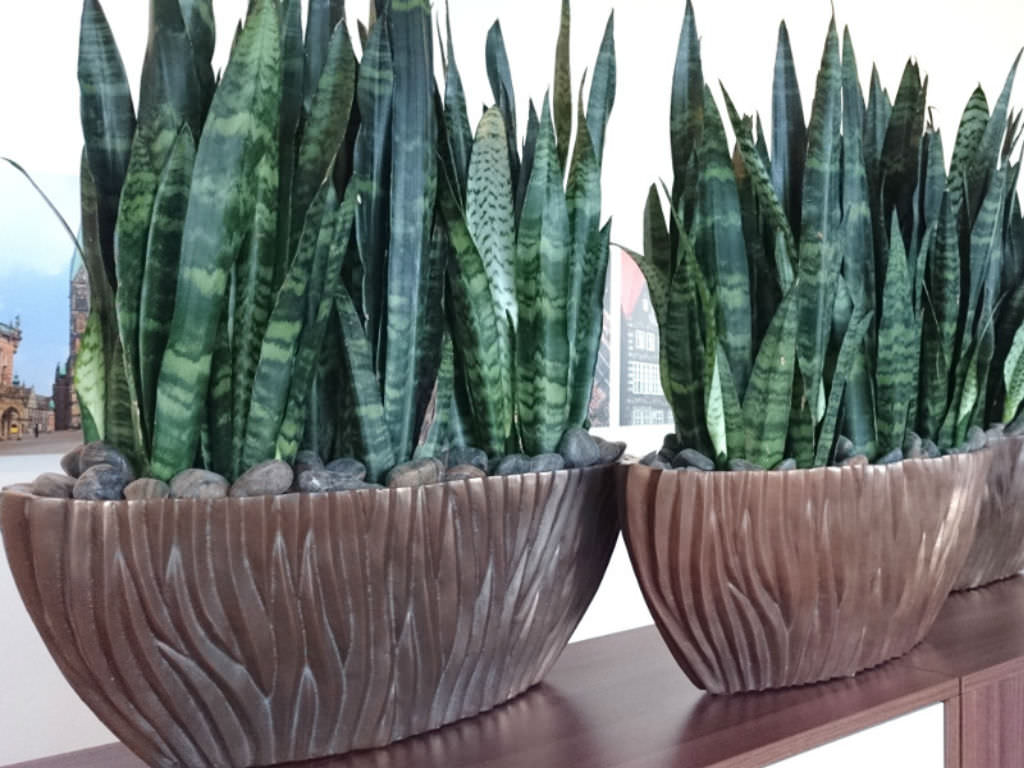 sansevieria zeylanica