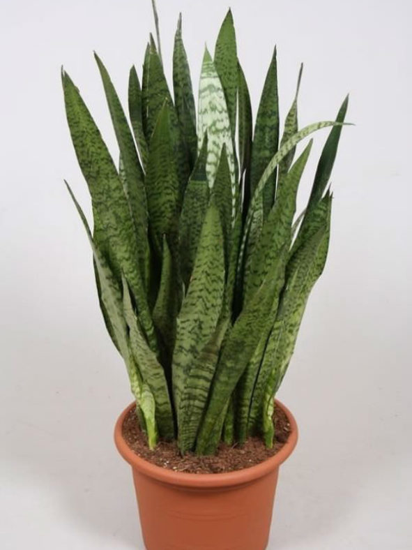 Sansevieria zeylanica - Ceylon Bowstring Hemp