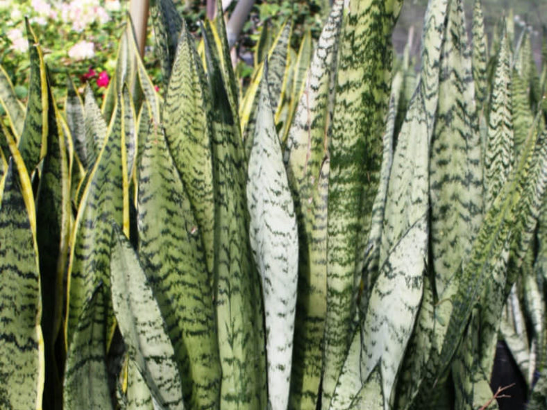 Sansevieria zeylanica - Ceylon Bowstring Hemp