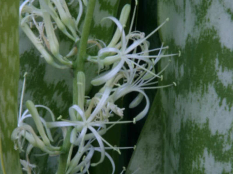 Sansevieria zeylanica - Ceylon Bowstring Hemp