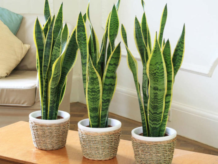 Sansevieria