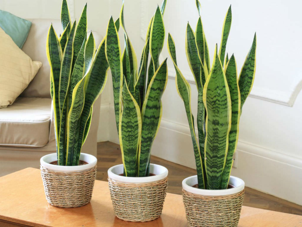 How To Grow And Care For Sansevieria World Of Succulents
