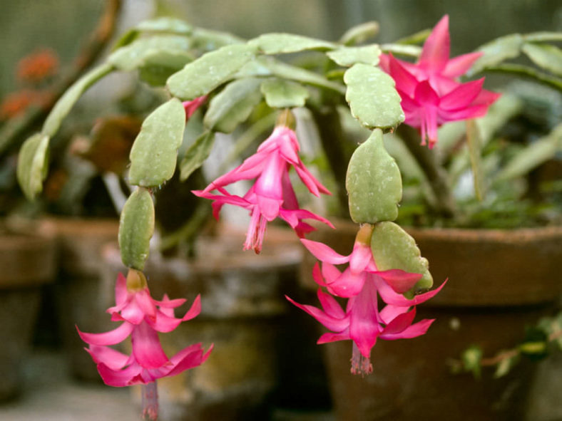 Schlumbergera bridgesii (Christmas Cactus) World of Succulents
