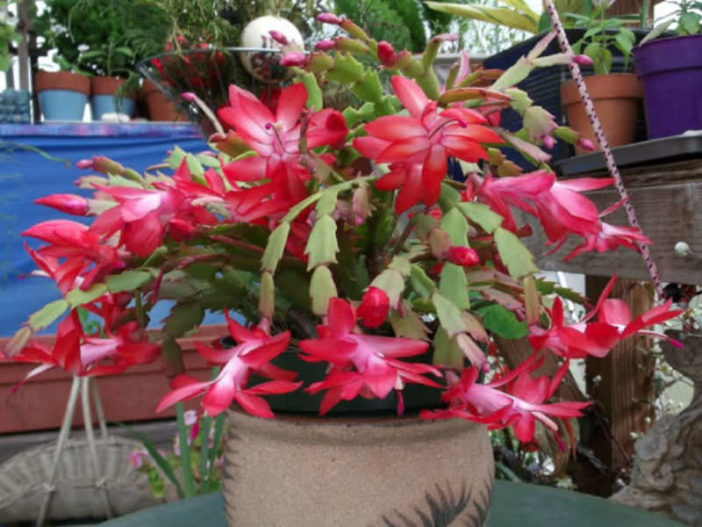 Schlumbergera bridgesii - Christmas Cactus