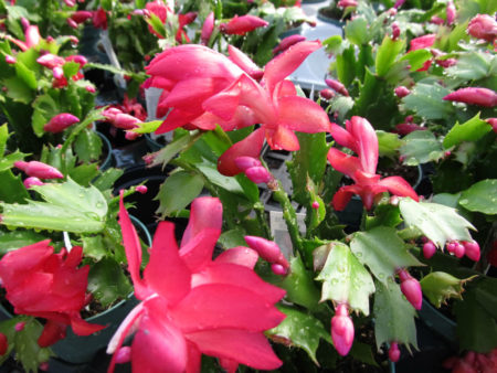 Schlumbergera truncata (Thanksgiving Cactus) - World of Succulents