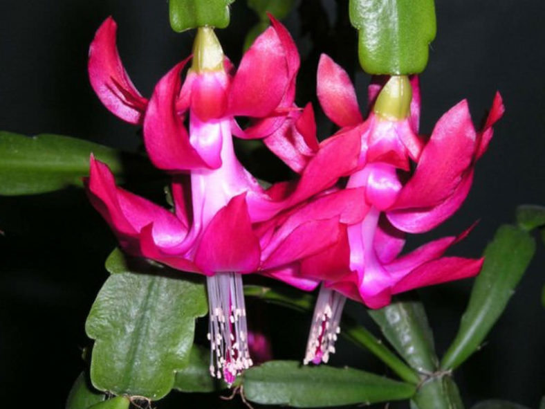 Schlumbergera × buckleyi (True Christmas Cactus)