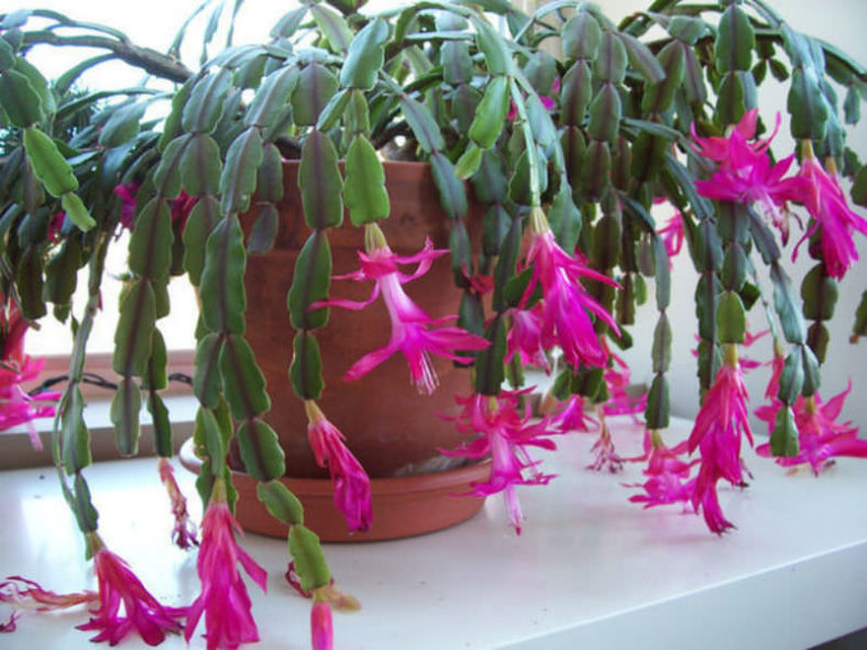 Schlumbergera × buckleyi (True Christmas Cactus)