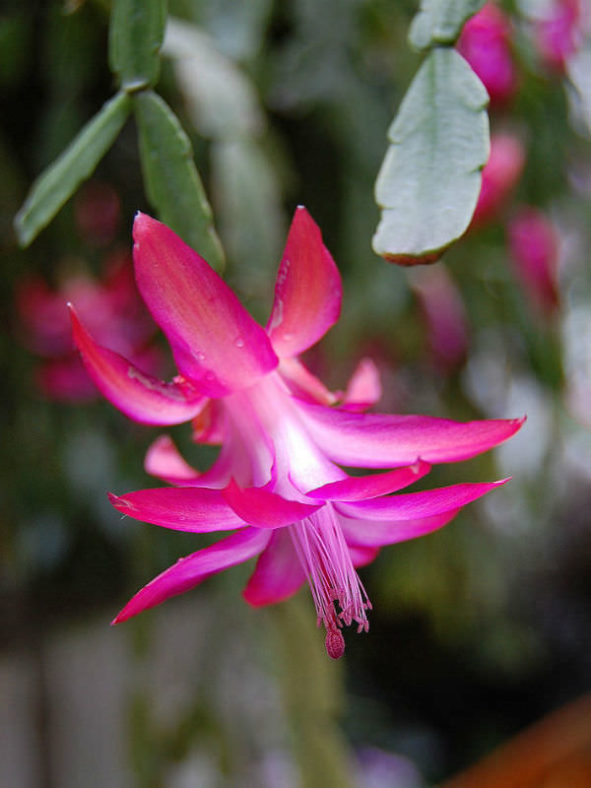 Schlumbergera × buckleyi (True Christmas Cactus)