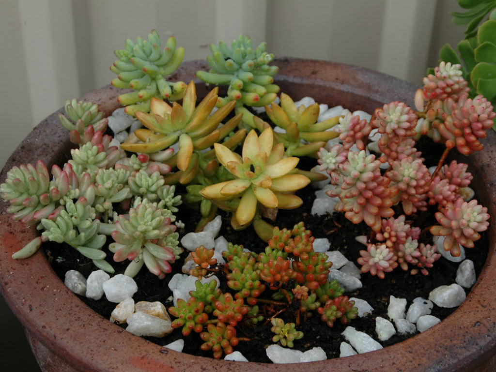 How to Grow and Care for Sedum   World of Succulents