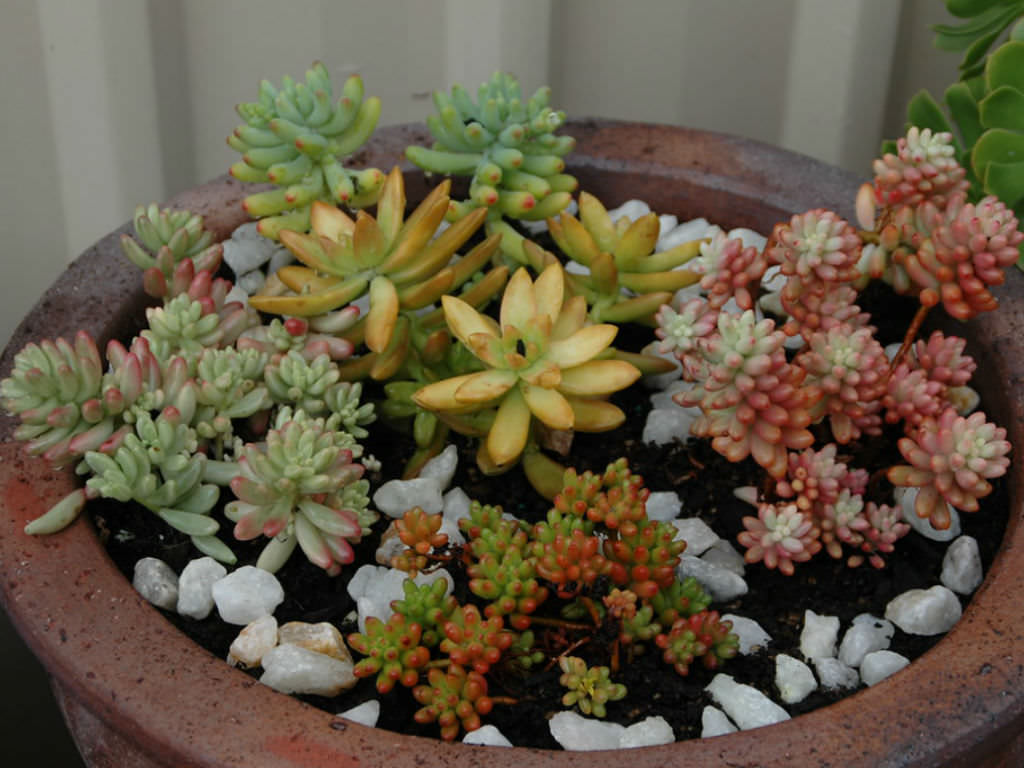 How To Grow And Care For Sedum World Of Succulents