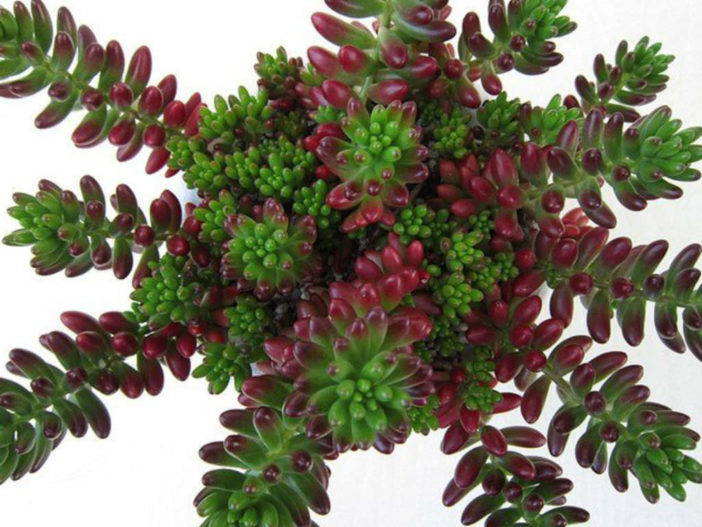 Sedum rubrotinctum（ジェリービーン植物）別名Sedum x rubrotinctum