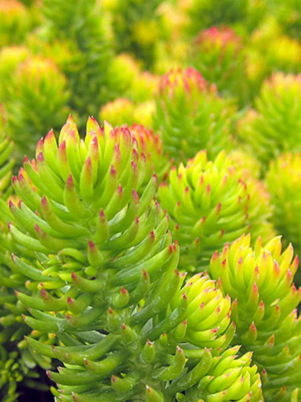 Petrosedum rupestre 'Angelina' (Golden Sedum) aka Sedum rupestre 'Angelina'