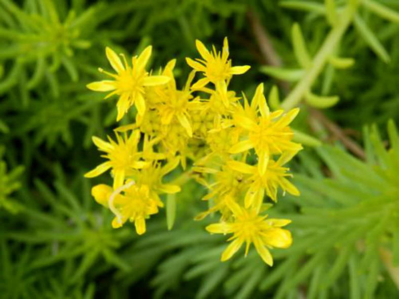 Petrosedum rupestre 'Angelina' (Golden Sedum) aka Sedum rupestre 'Angelina'