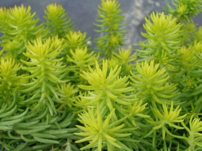 Petrosedum rupestre 'Angelina' (Golden Sedum) aka Sedum rupestre 'Angelina'