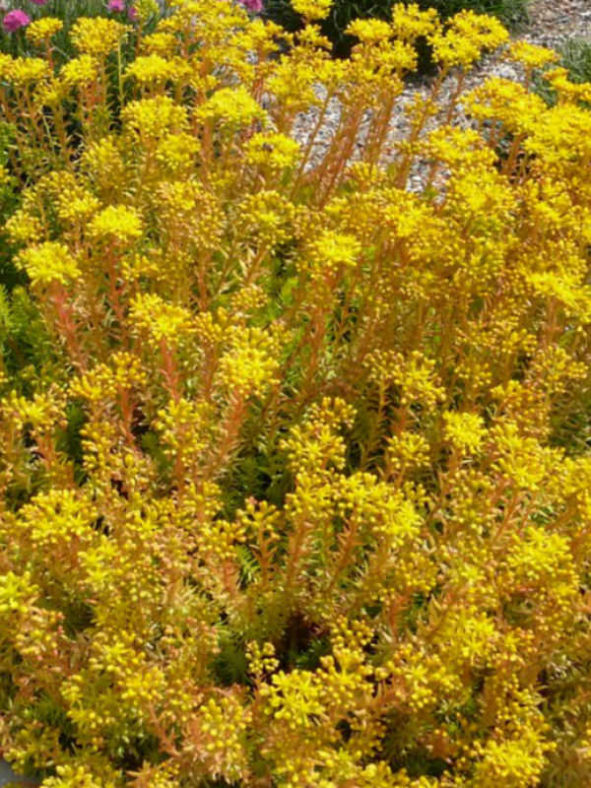 Petrosedum rupestre 'Angelina' (Golden Sedum) aka Sedum rupestre 'Angelina'
