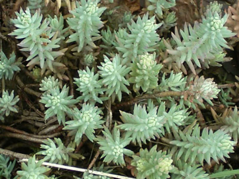 Petrosedum rupestre (Reflexed Stonecrop) aka Sedum rupestre or Sedum reflexum