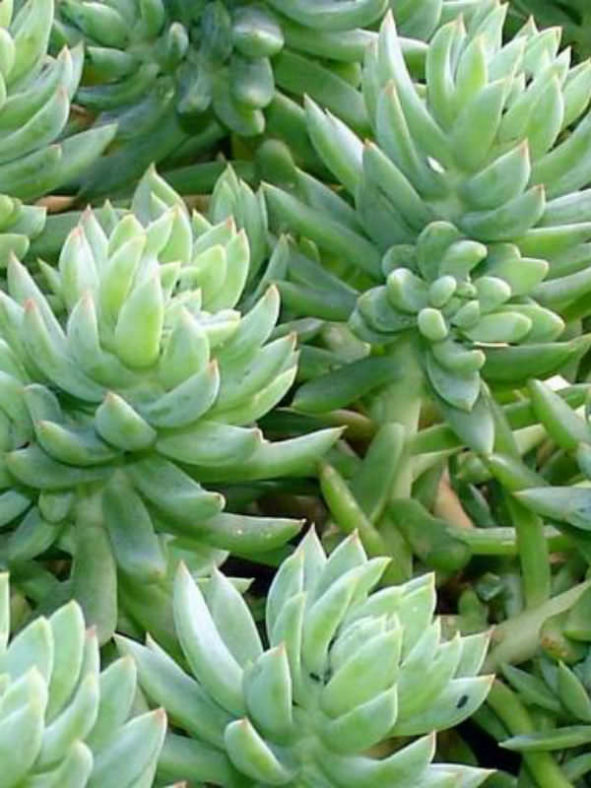 Petrosedum rupestre (Reflexed Stonecrop) aka Sedum rupestre or Sedum reflexum