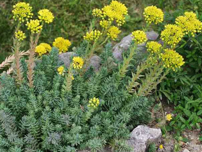 Petrosedum rupestre (Reflexed Stonecrop) aka Sedum rupestre or Sedum reflexum