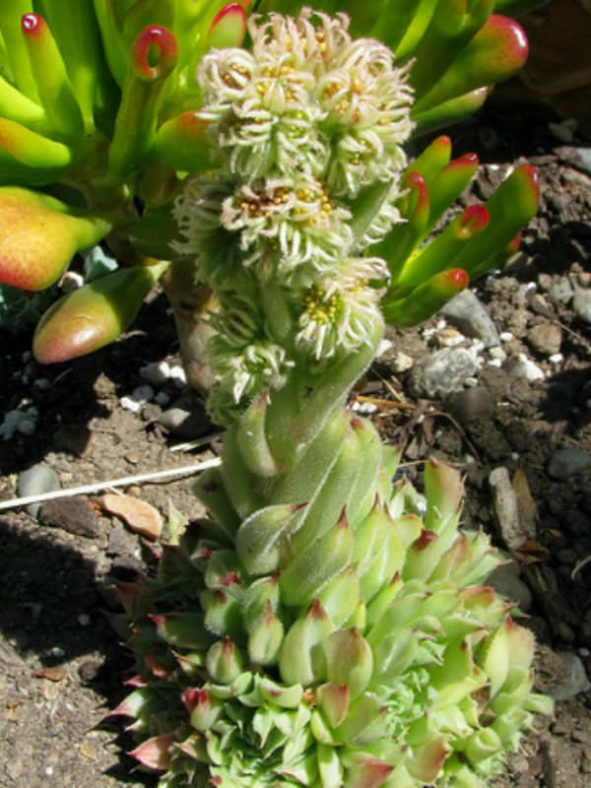 Sempervivum 'Oddity' (Oddity Houseleek) aka Sempervivum tectorum 'Oddity'