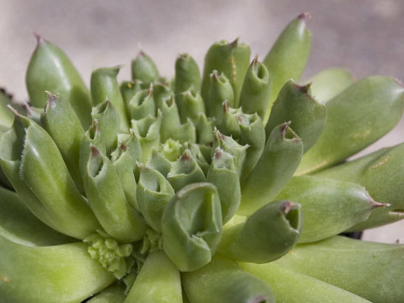 Sempervivum 'Oddity' (Oddity Houseleek) aka Sempervivum tectorum 'Oddity'