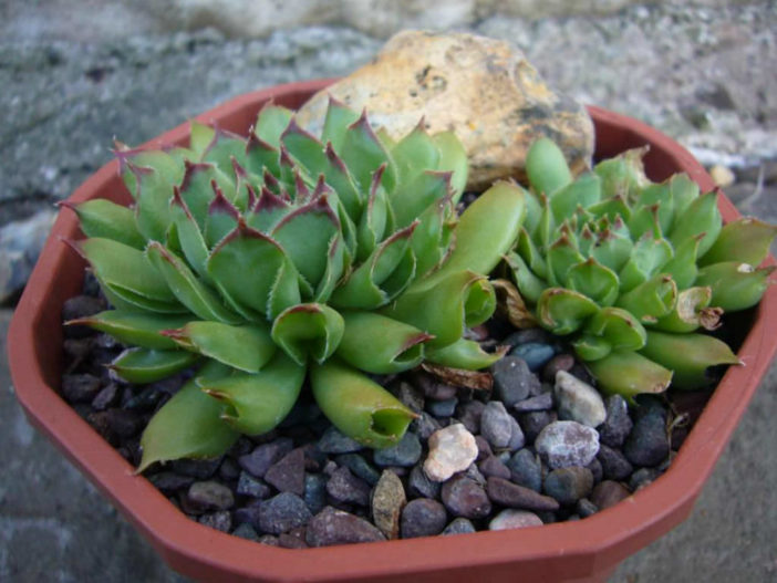 Sempervivum 'Oddity' (Oddity Houseleek) aka Sempervivum tectorum 'Oddity'