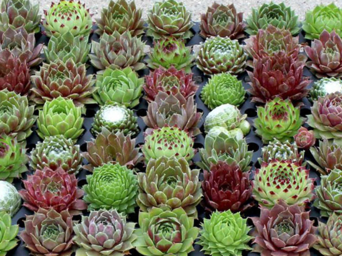 crescere e curare Sempervivum