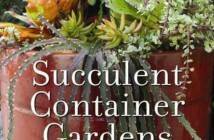 Succulent Container Gardens