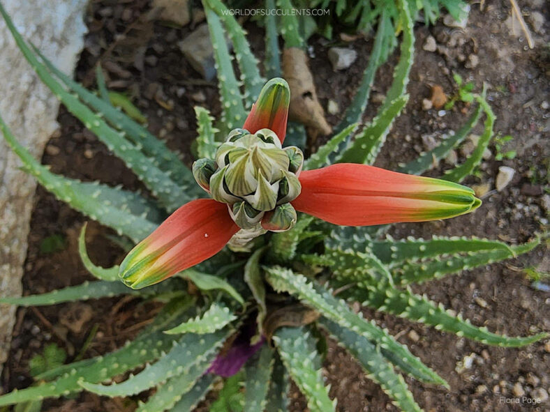 Top 12 Succulents for Home Gardens (Aloe humilis)