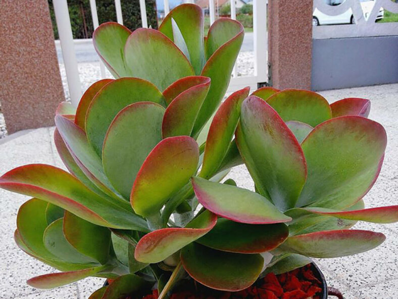 Top 12 Succulents for Home Gardens (Kalanchoe luciae)