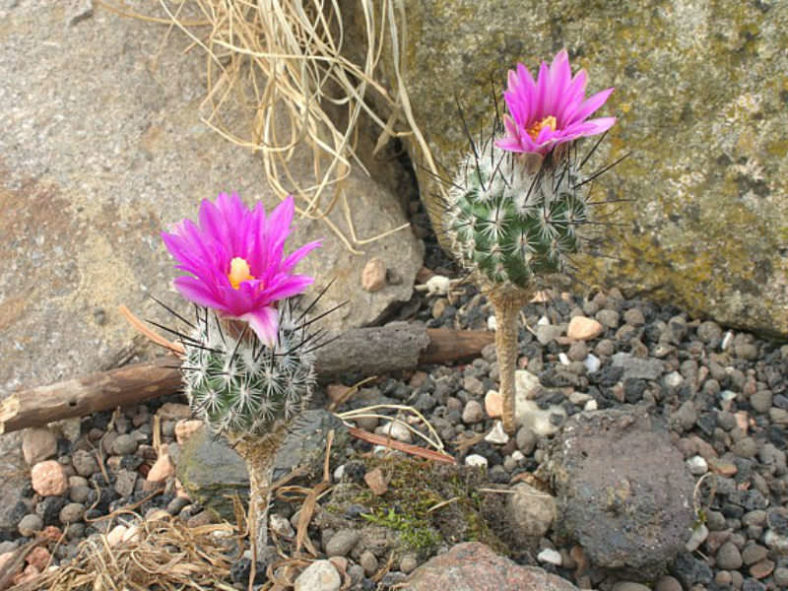 Rapicactus subterraneus aka Turbinicarpus subterraneus