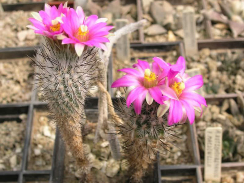 Rapicactus subterraneus aka Turbinicarpus subterraneus