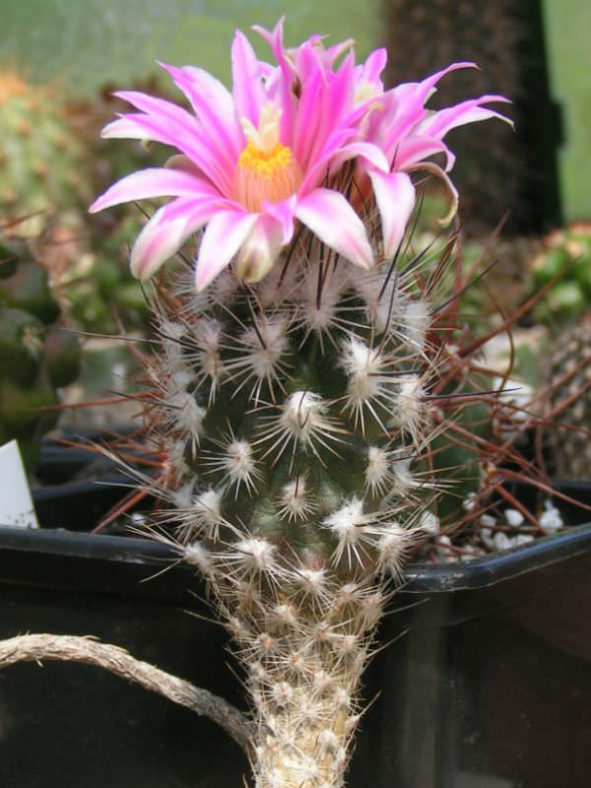 Rapicactus subterraneus aka Turbinicarpus subterraneus