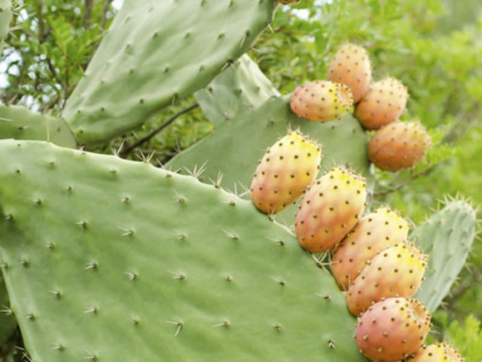 Healthy Edible Succulents (Opuntia)