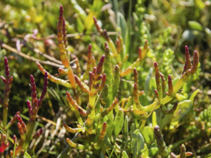 Healthy Edible Succulents (Salicornia)